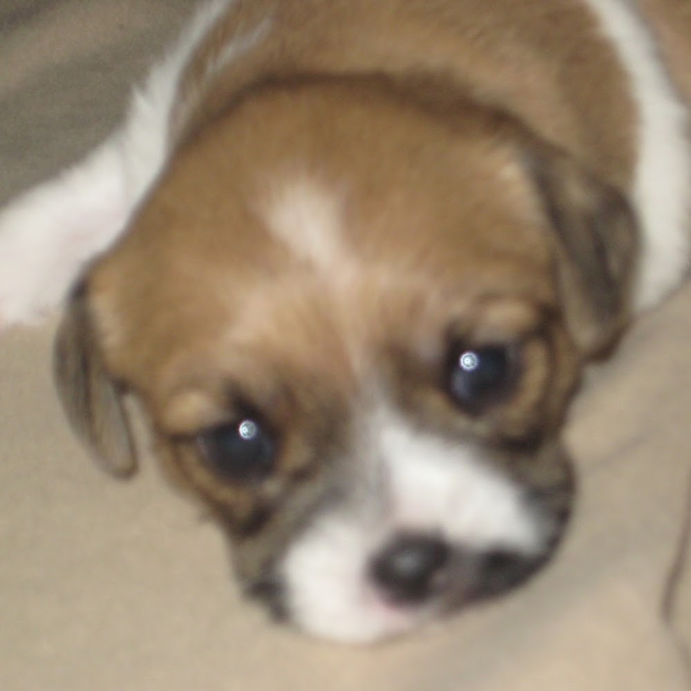 Meet your Posher, Gem